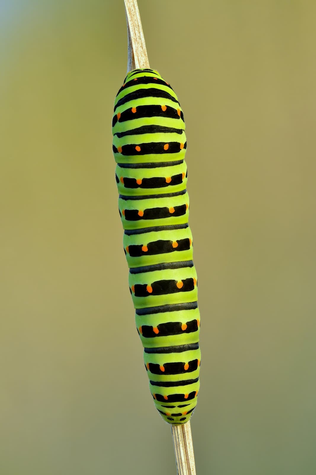 Caterpillar