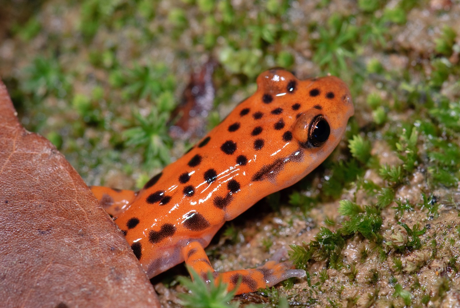 Cave Salamander