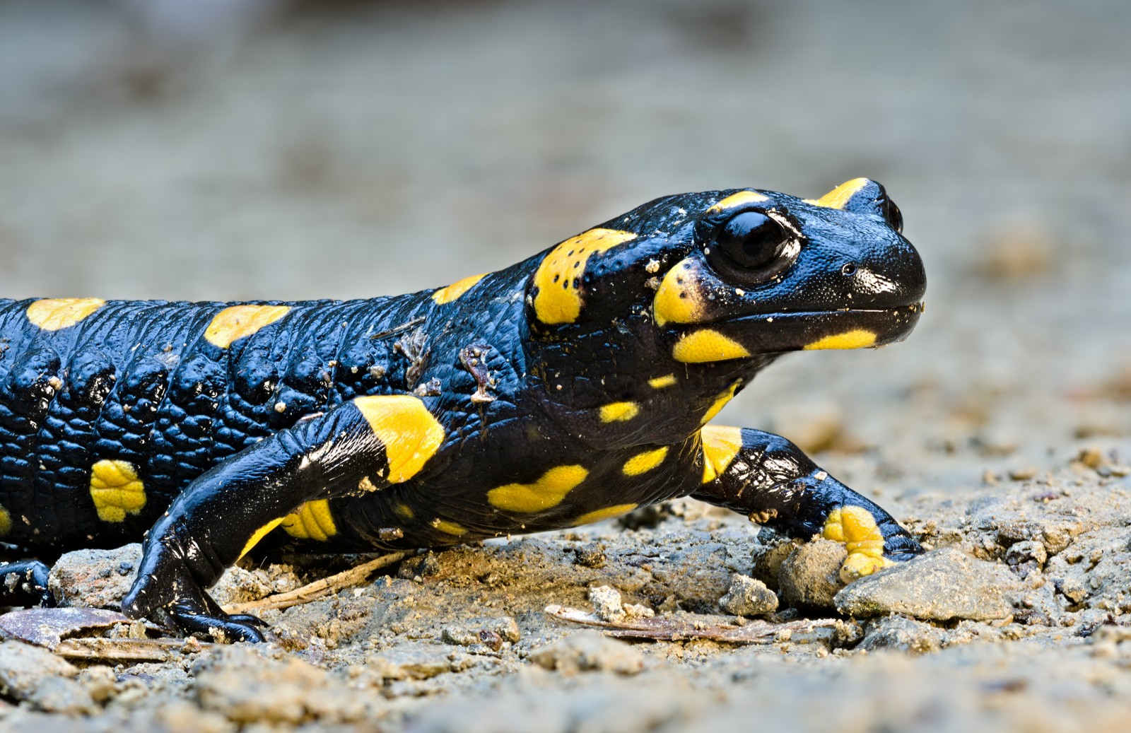 Fire Salamander