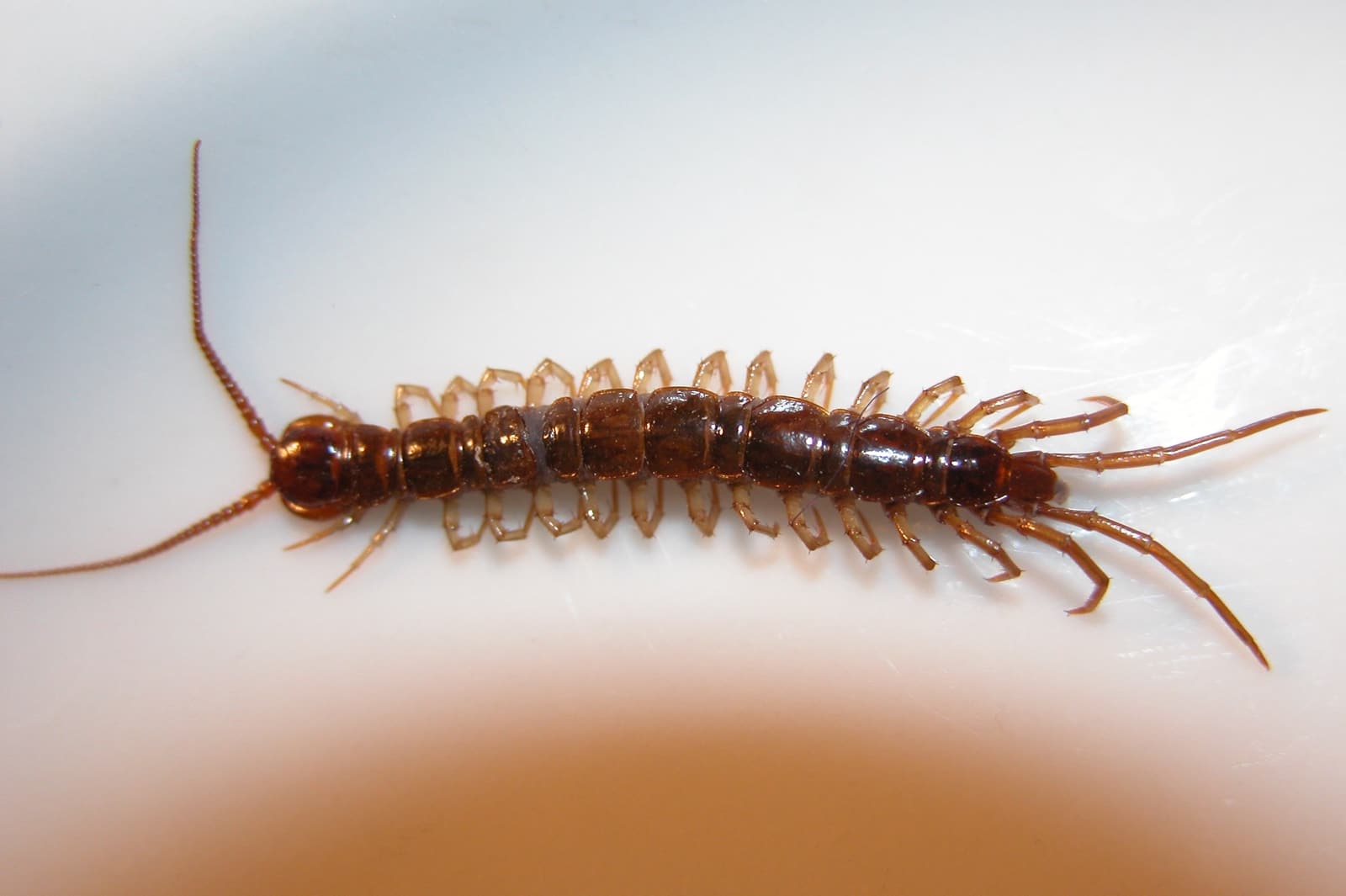 Centipede