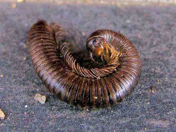 Millipede