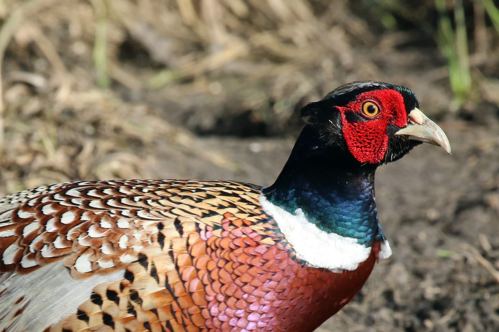 Pheasant