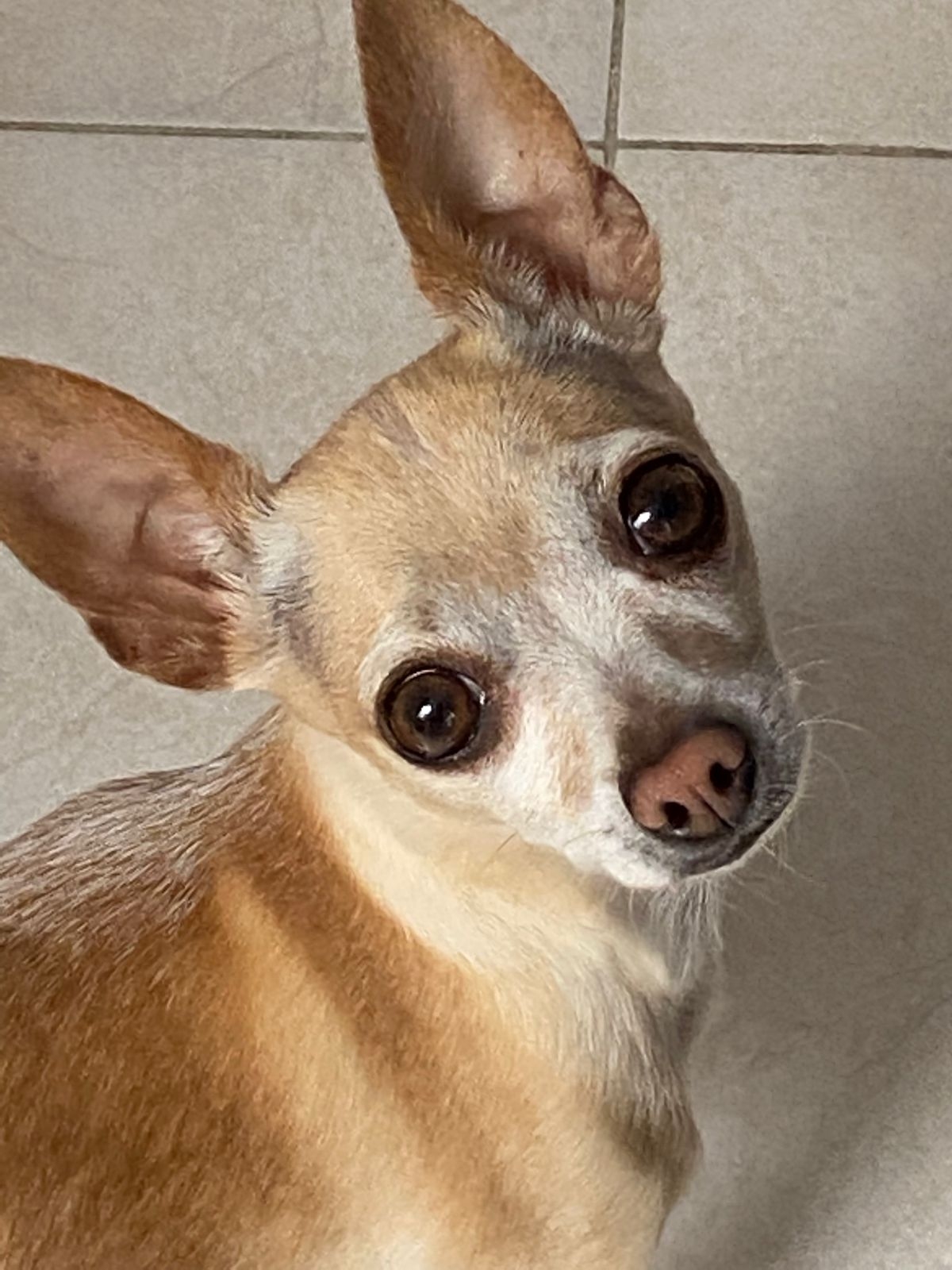 Chihuahua