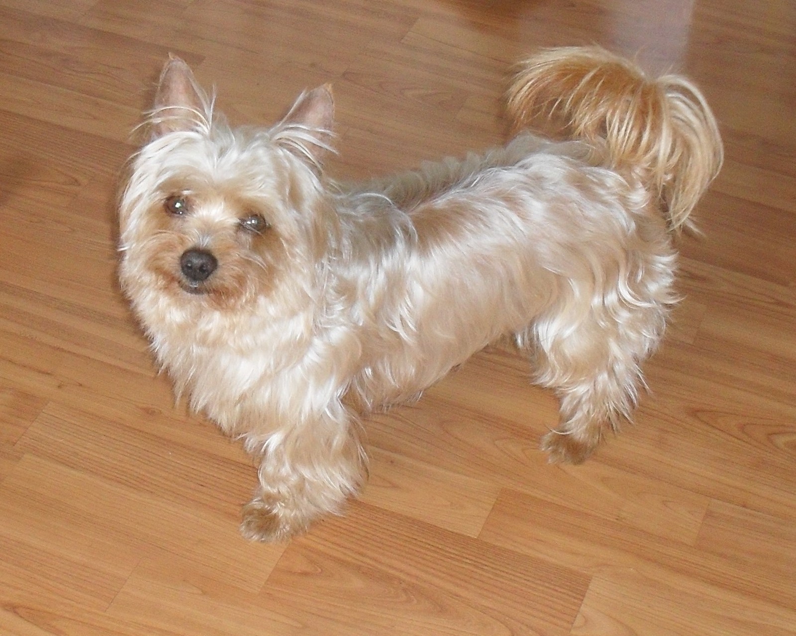 Yorkshire Terrier