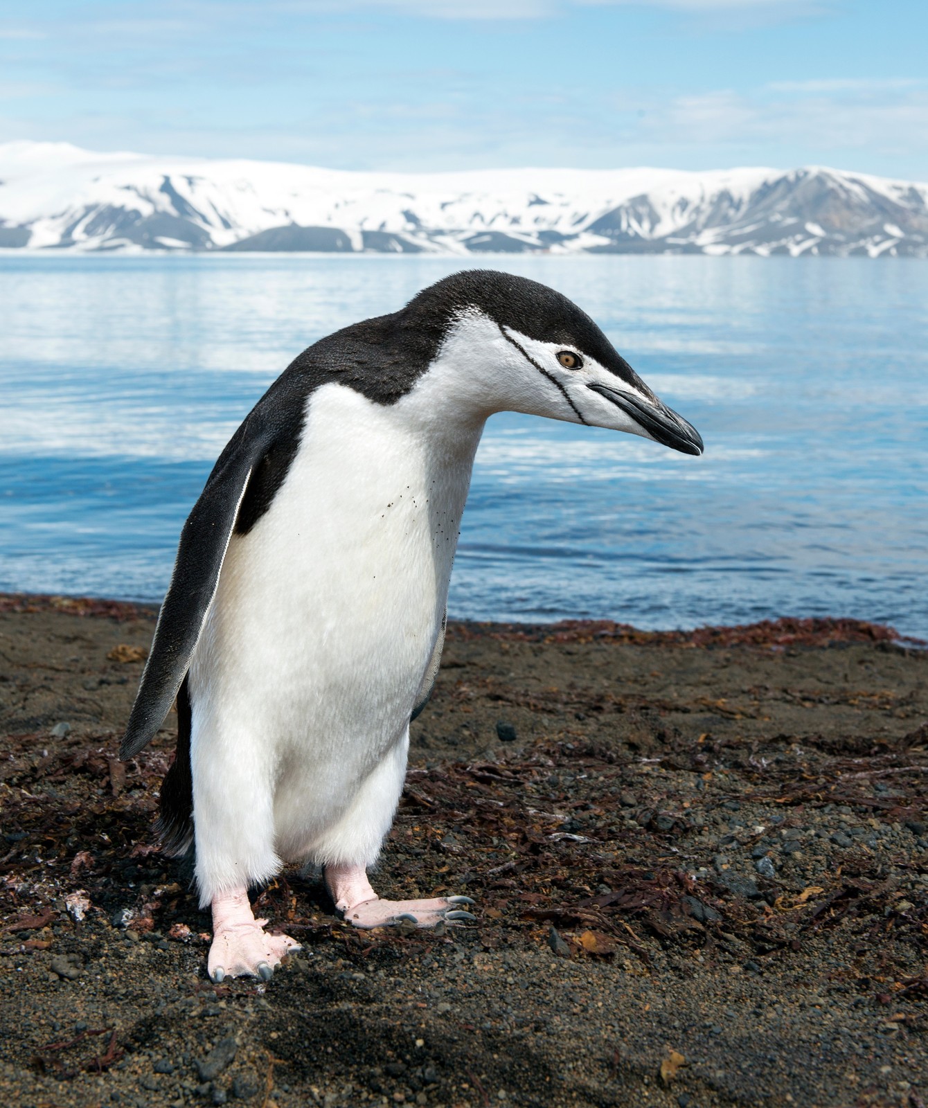 Chinstrap Penguin