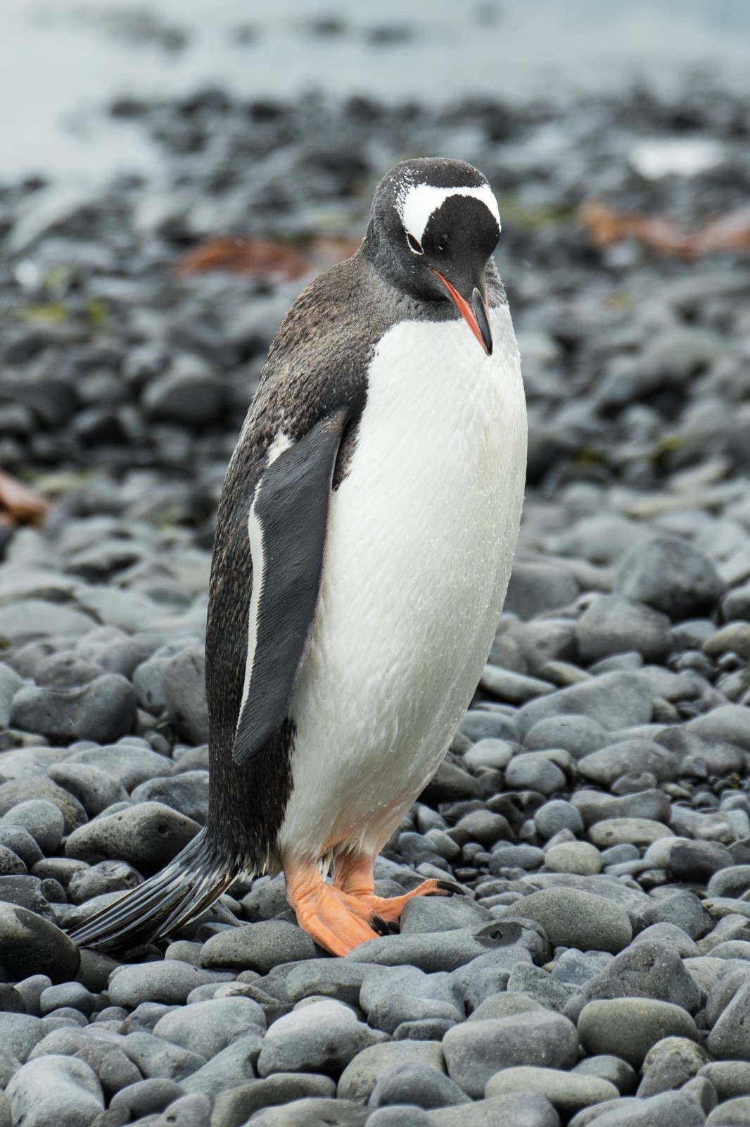 Gentoo Penguin