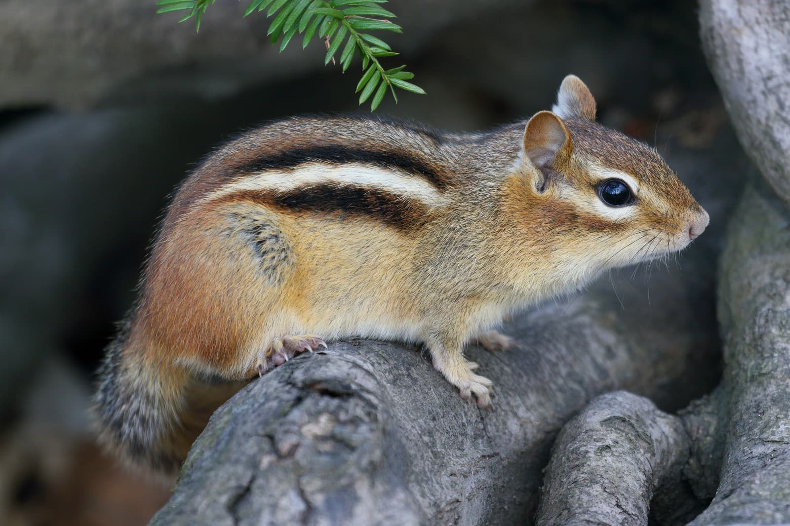 Chipmunk