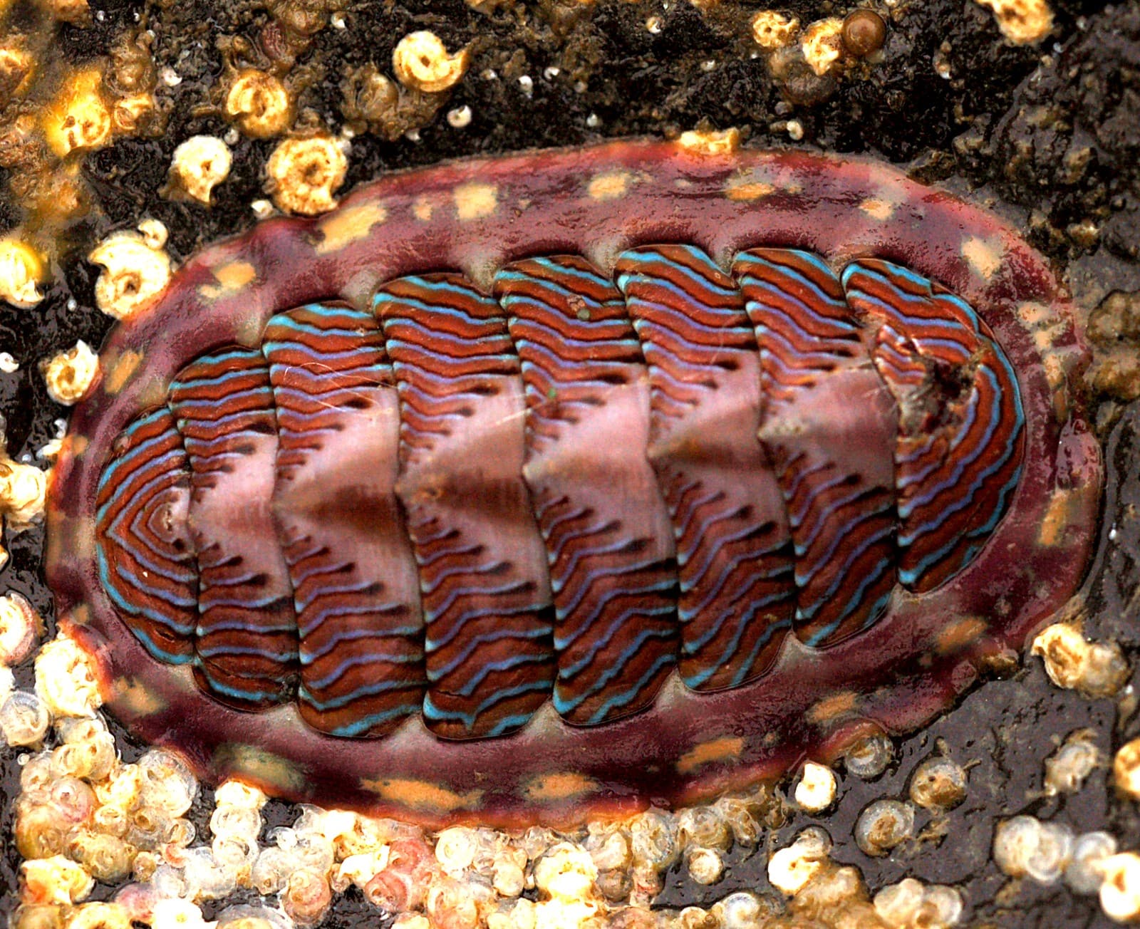 Chiton