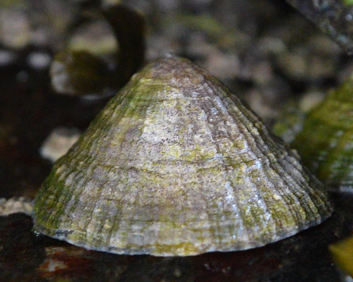 Limpet