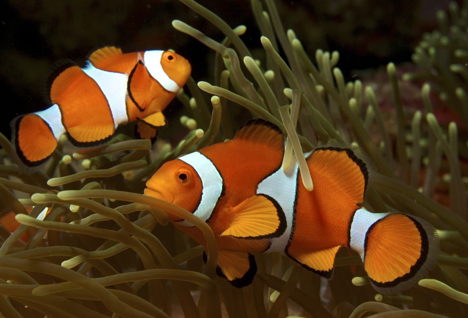 Clownfish