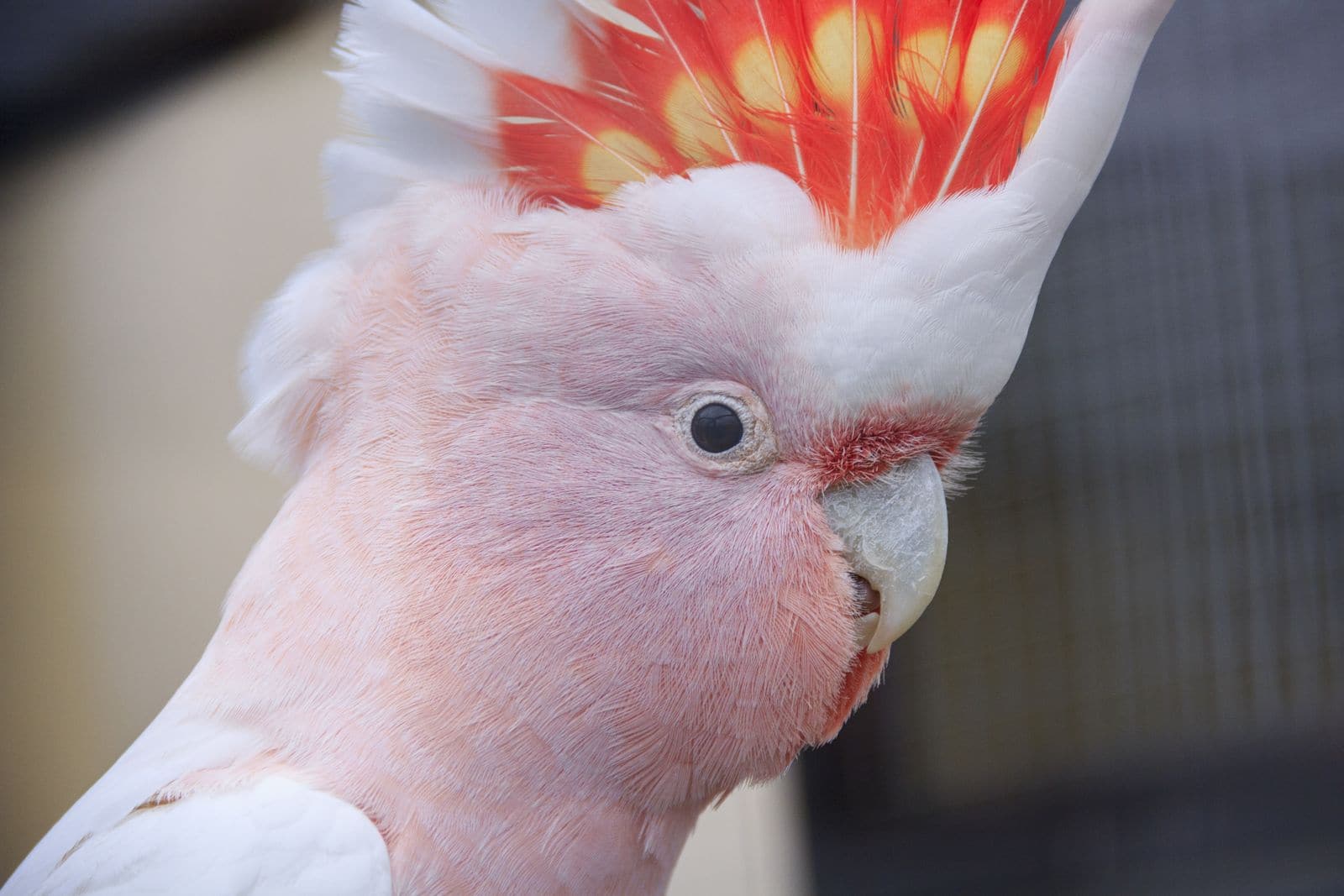 Cockatoo