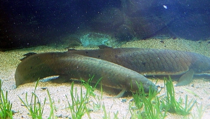 Lungfish