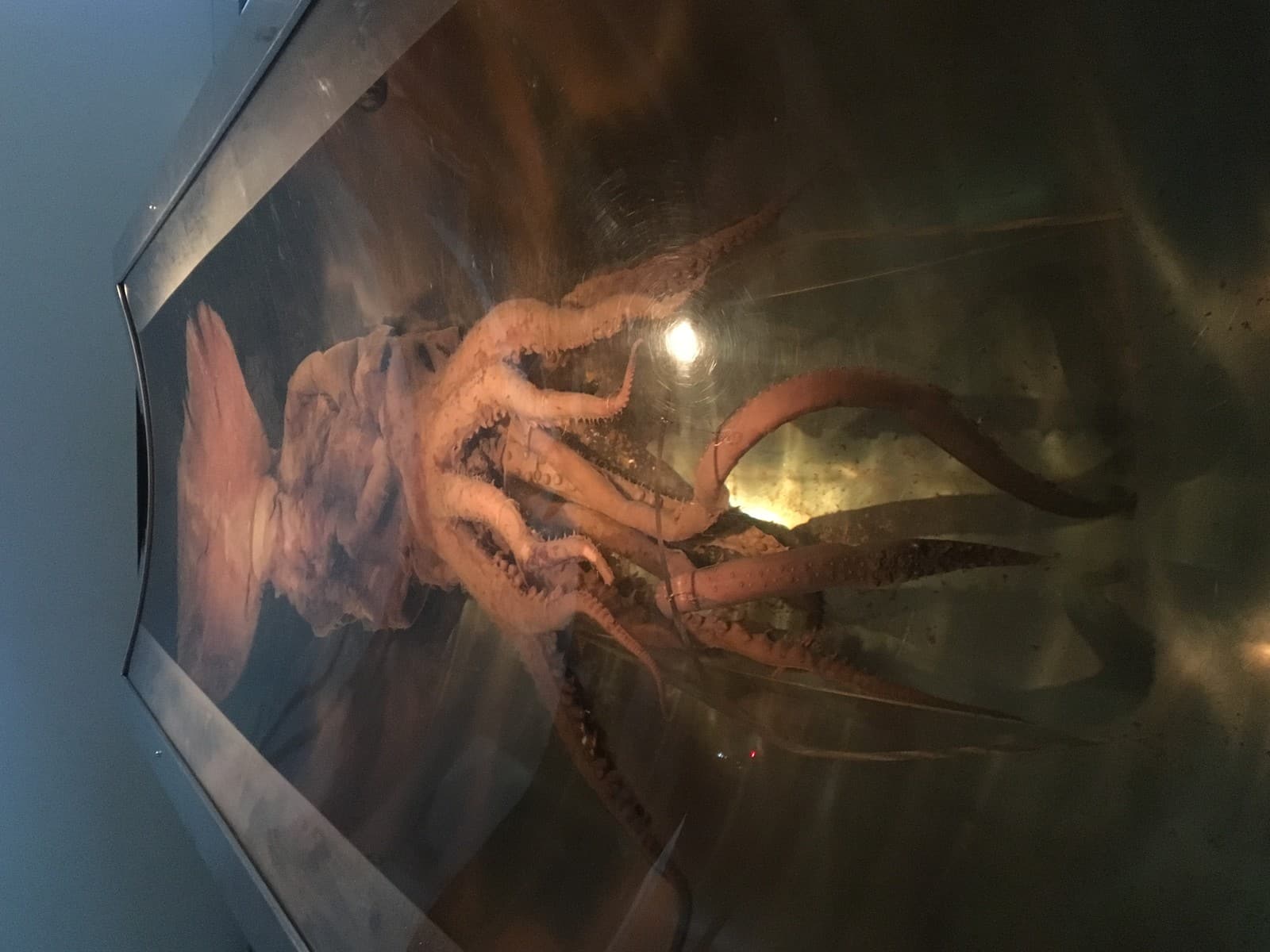 Colossal Squid