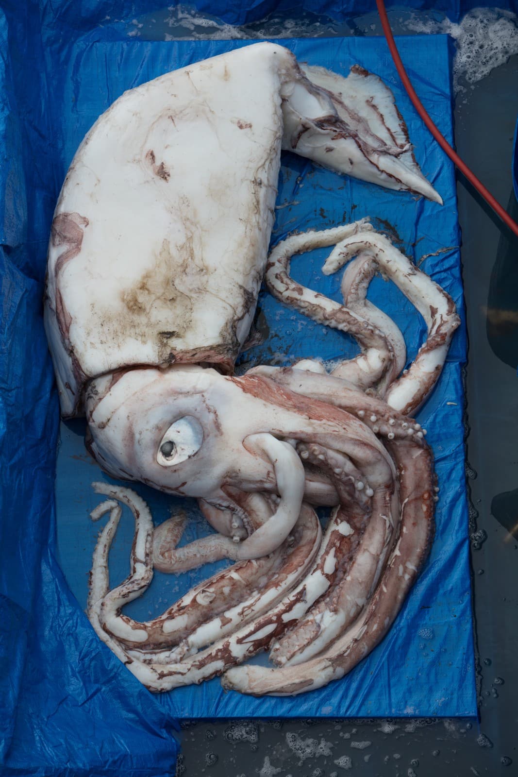 Giant Squid