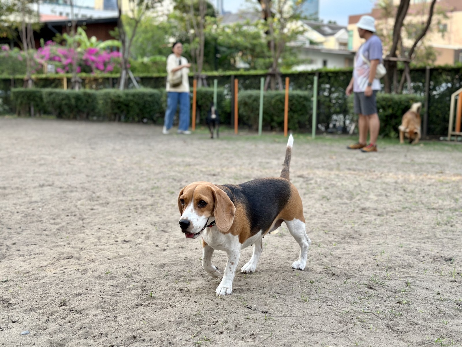 Beagle