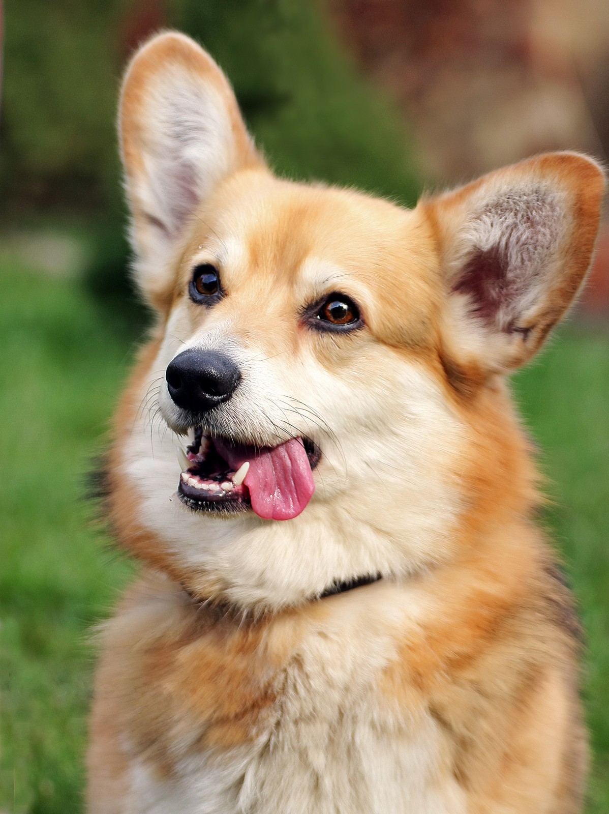 Corgi