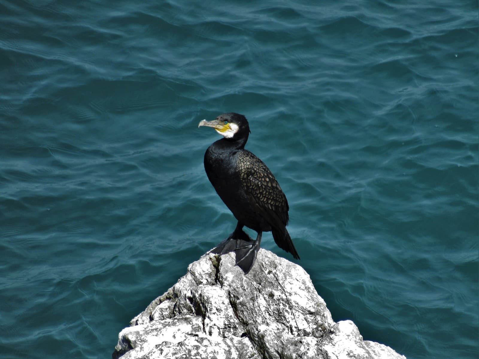 Cormorant