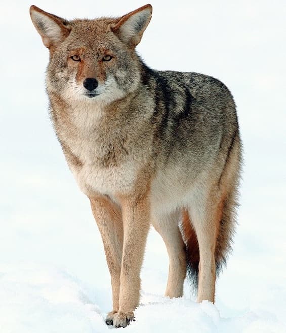 A North American Coyote stands alert in deep winter snow, its keen eyes focused directly at the camera. The coyote's thick winter coat displays rich gradients of brown, gray, and cream coloring, with distinctive russet tones around its face and ears. Its muscular frame shows the characteristic lean build of a coyote, with upright pointed ears and a long, bushy tail. The animal's dense fur appears particularly full, adapted for cold weather survival. Set against a stark white snowy background, the coyote's strong stance and attentive expression demonstrate the species' natural vigilance and adaptability to harsh winter conditions.