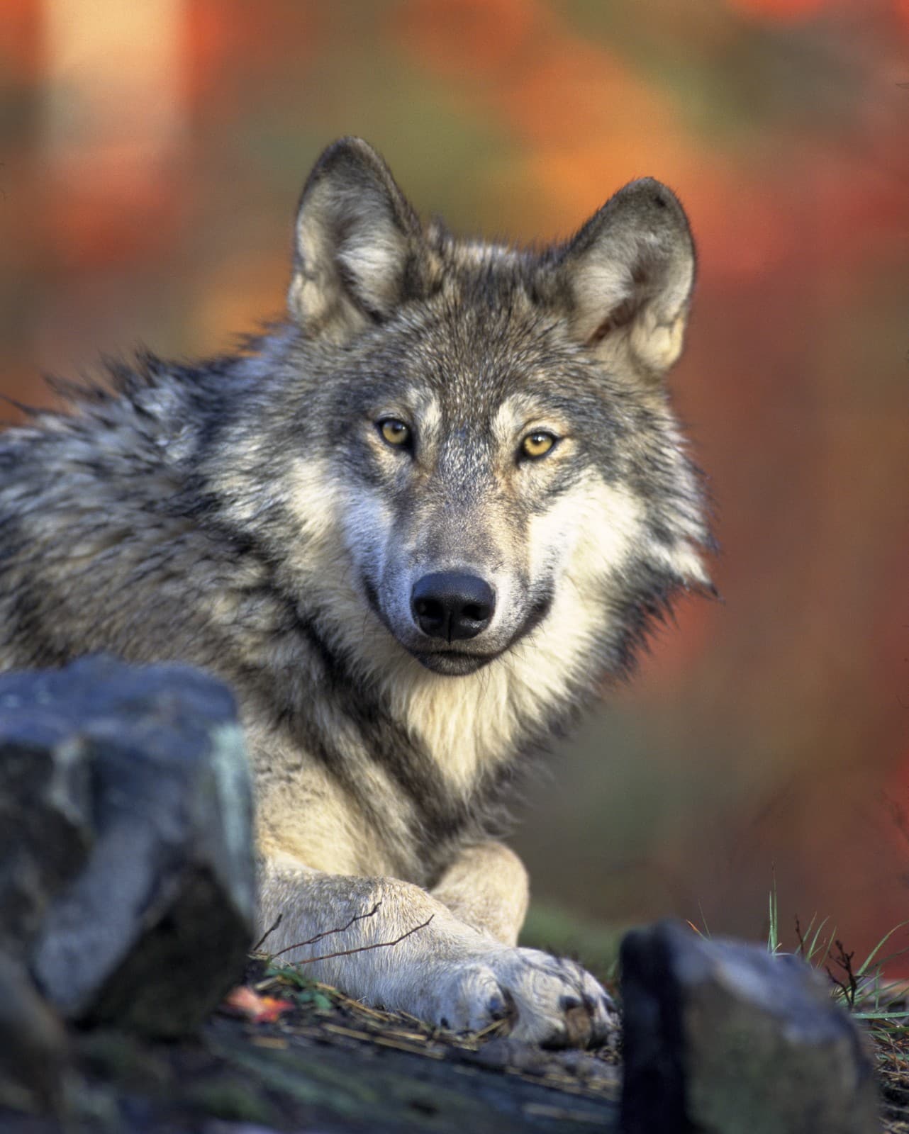 A Gray Wolf gazes intently at the camera with piercing amber eyes, displaying its distinctive facial features and thick winter coat. The wolf's dense fur shows beautiful gradients of gray, black, and cream coloring, particularly prominent in its full ruff around the neck. Its alert ears are perked forward, and its black nose and strong muzzle are clearly visible against its lighter facial fur. The wolf is resting among dark rocks, with a warm-toned autumn background creating natural bokeh effects. The detailed close-up portrait captures the wild canine's natural majesty and powerful presence while showcasing the characteristic features that distinguish the Gray Wolf from other canid species.