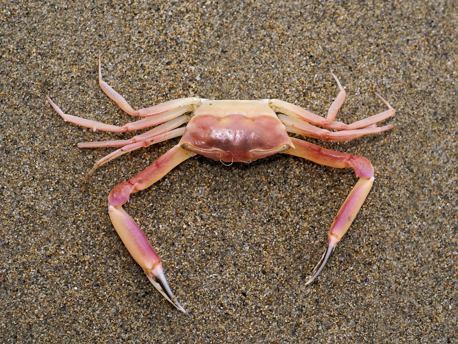 Crab