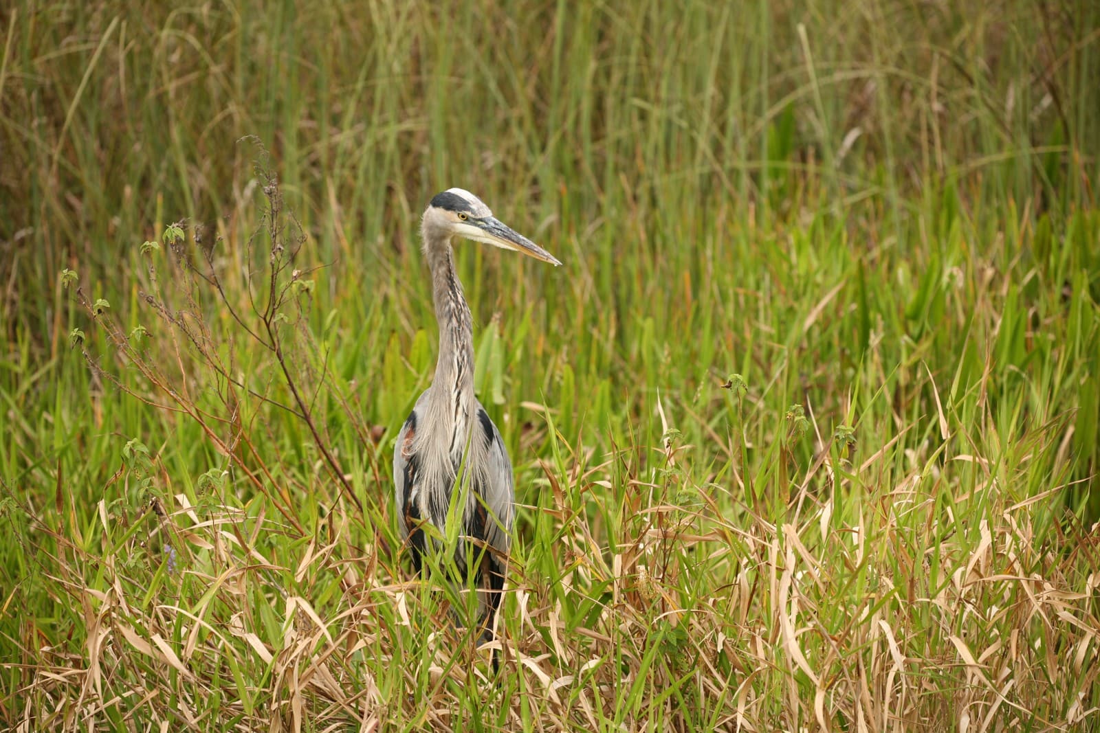 Heron