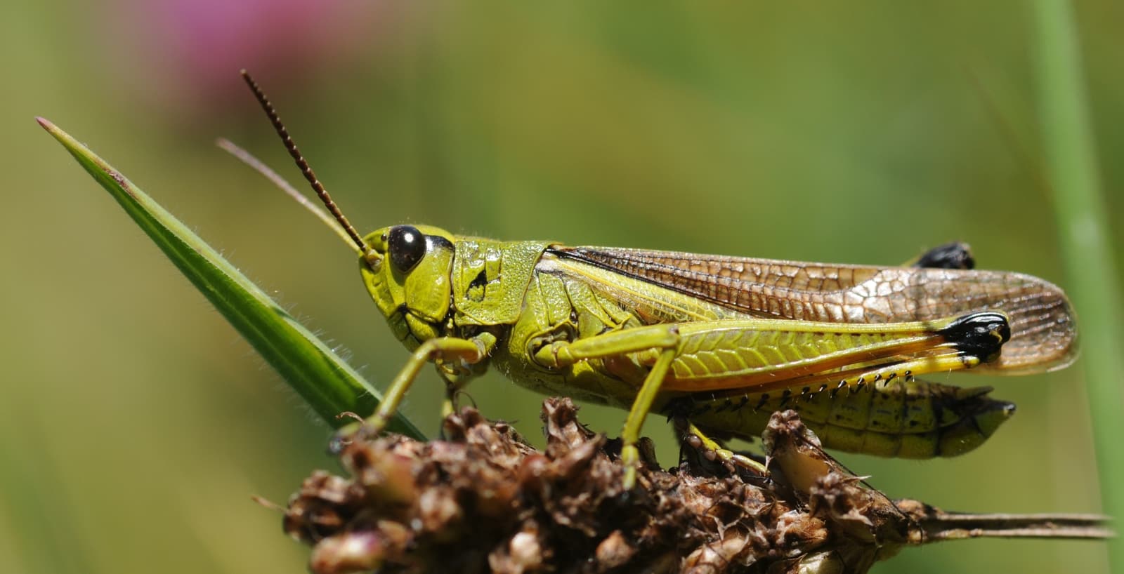 Grasshopper