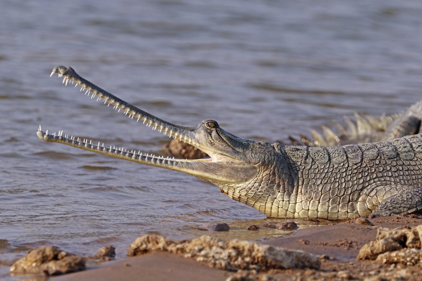 Gharial Vs False Gharial Key Differences Between River Giants