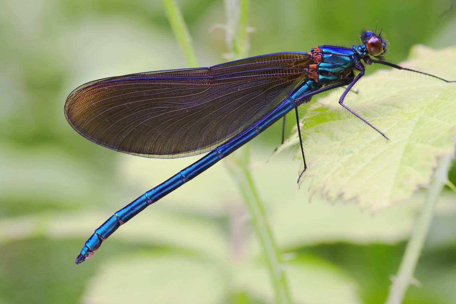 Damselfly