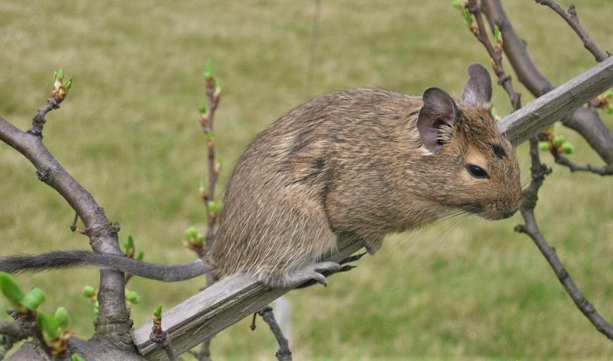 Degu