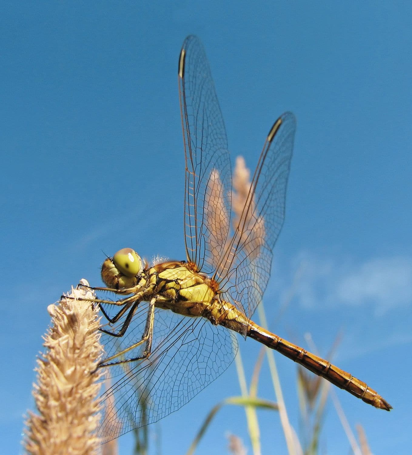 Dragonfly