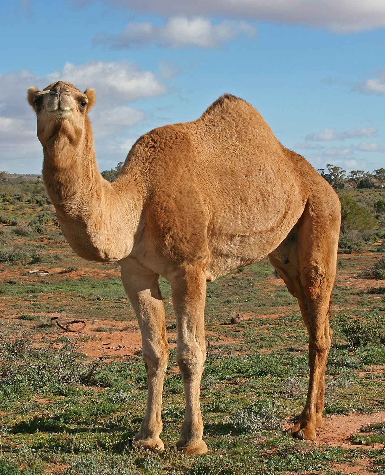 Dromedary Camel