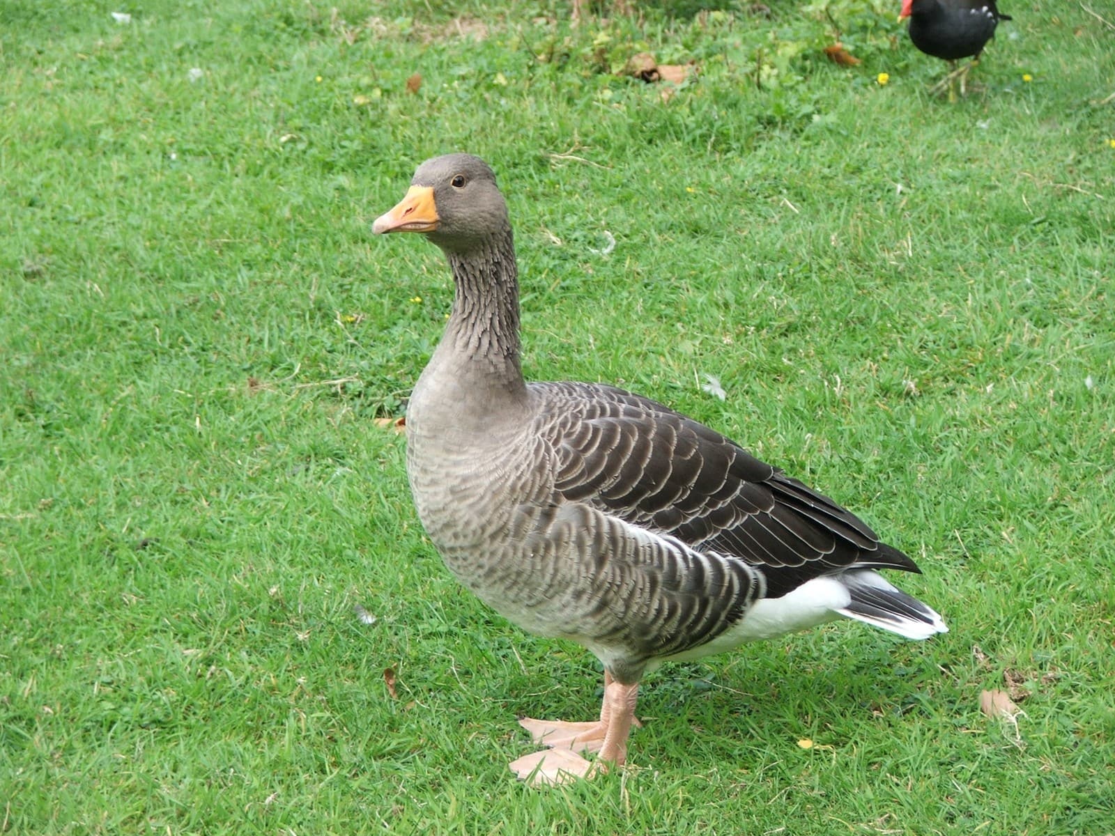 Goose