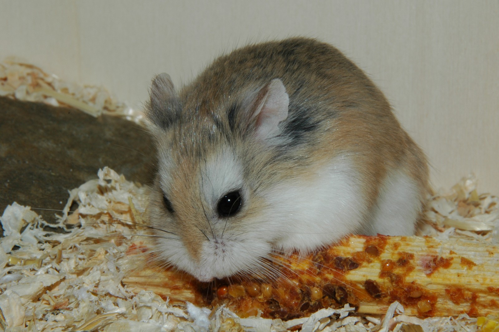 Dwarf Hamster