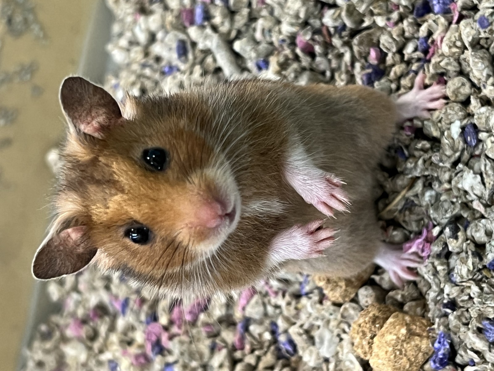 Syrian Hamster