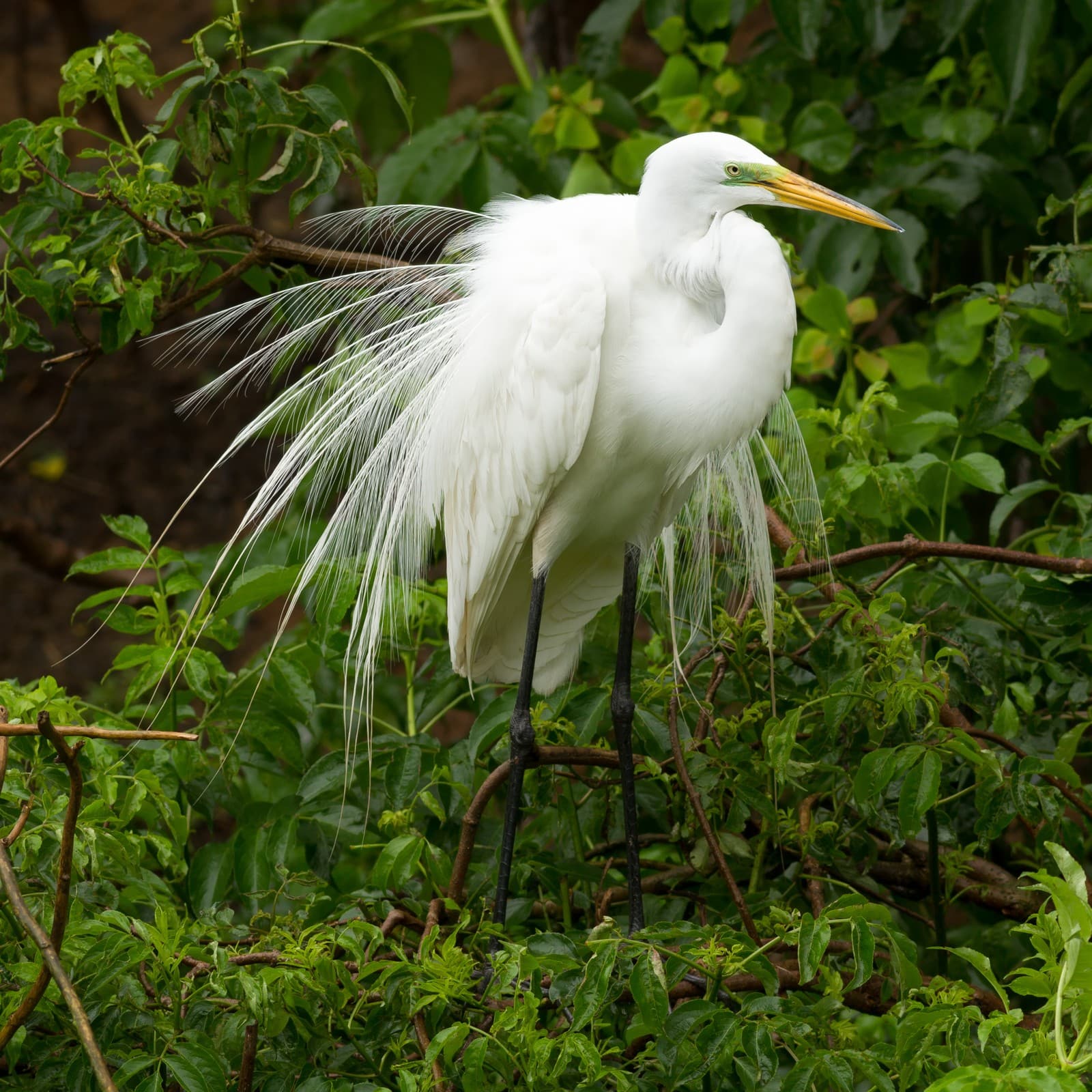 Egret