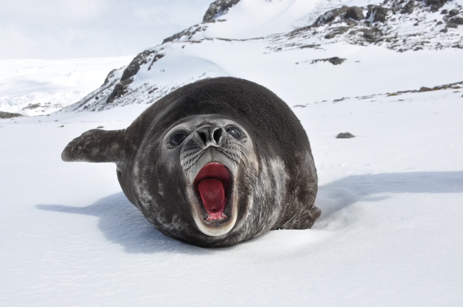 Elephant Seal