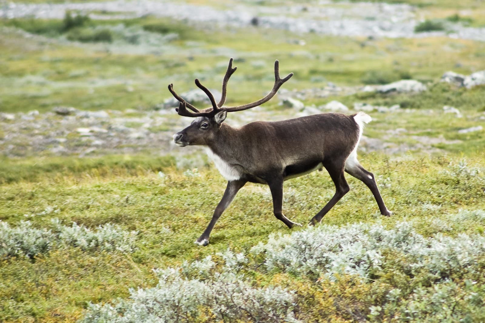 Caribou