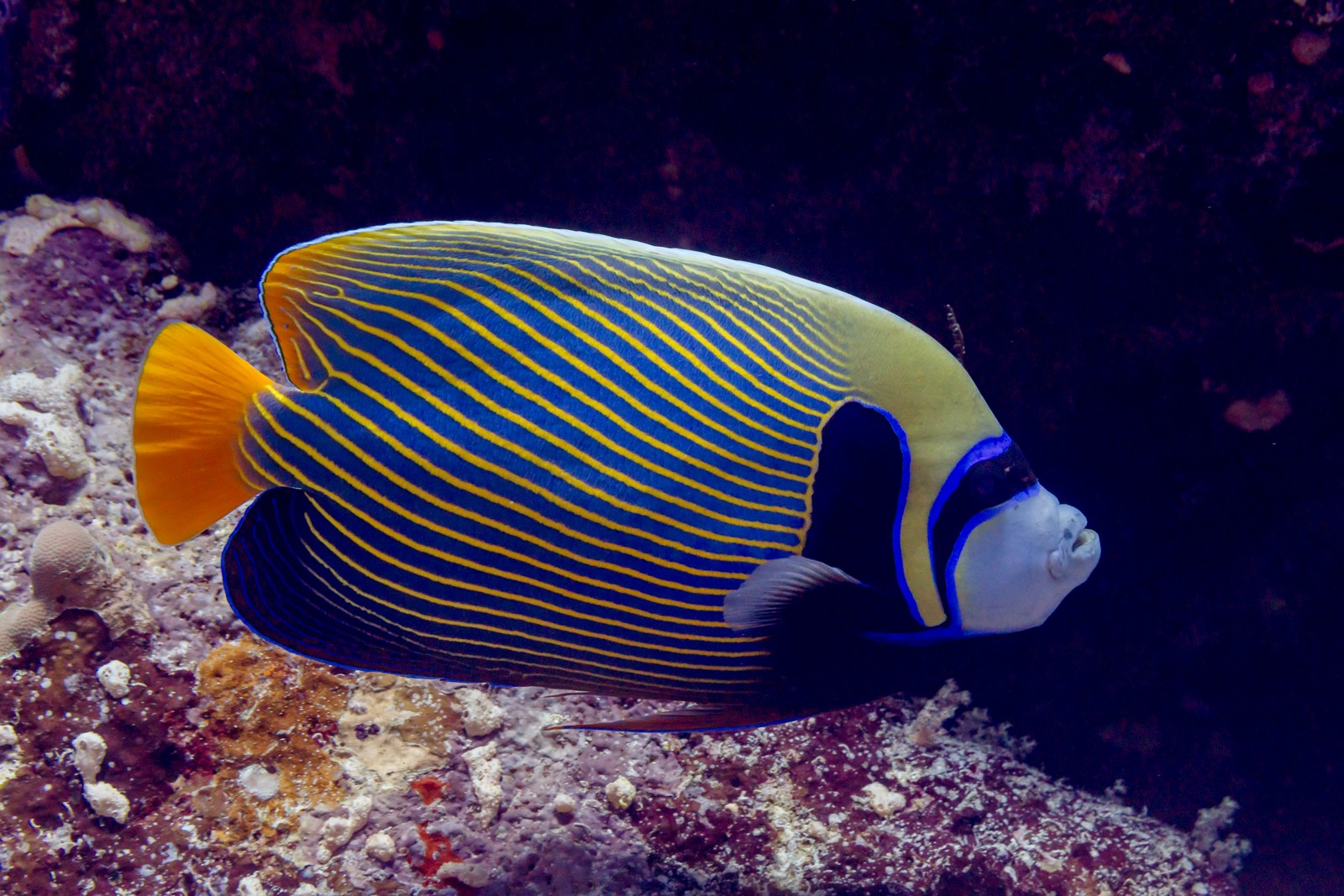 Emperor Angelfish