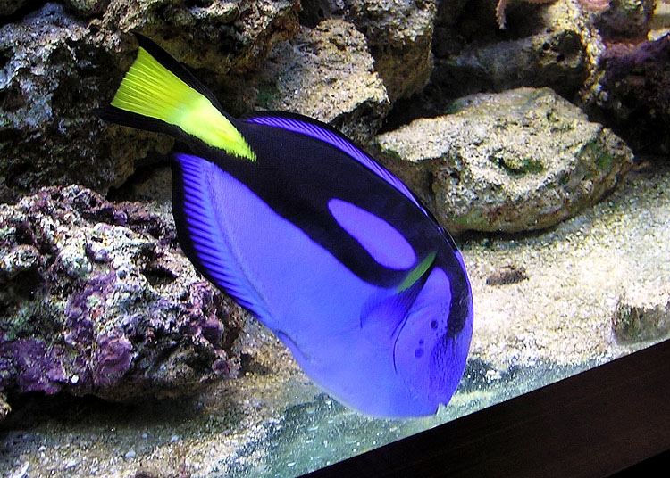 Regal Tang