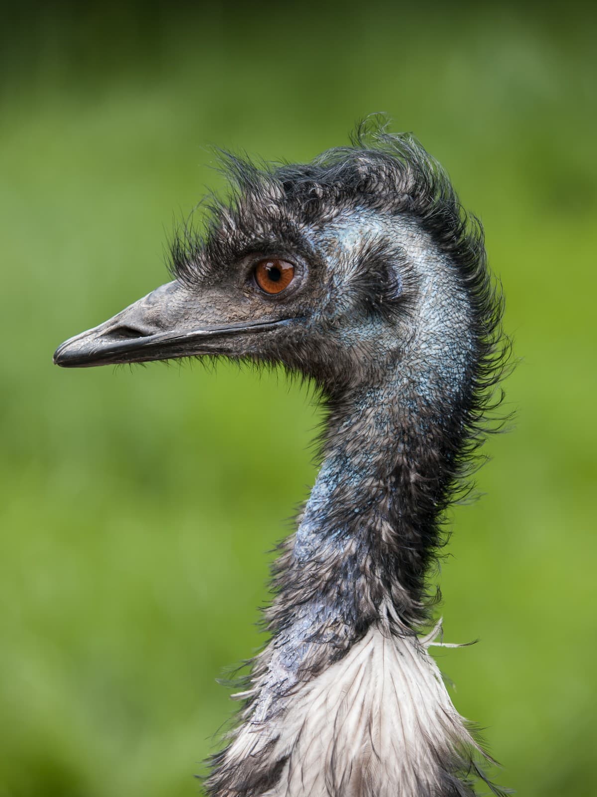 Emu