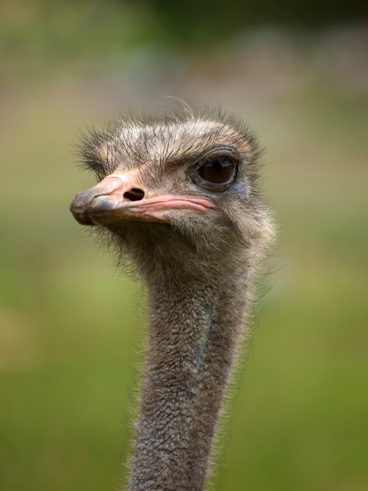 Ostrich