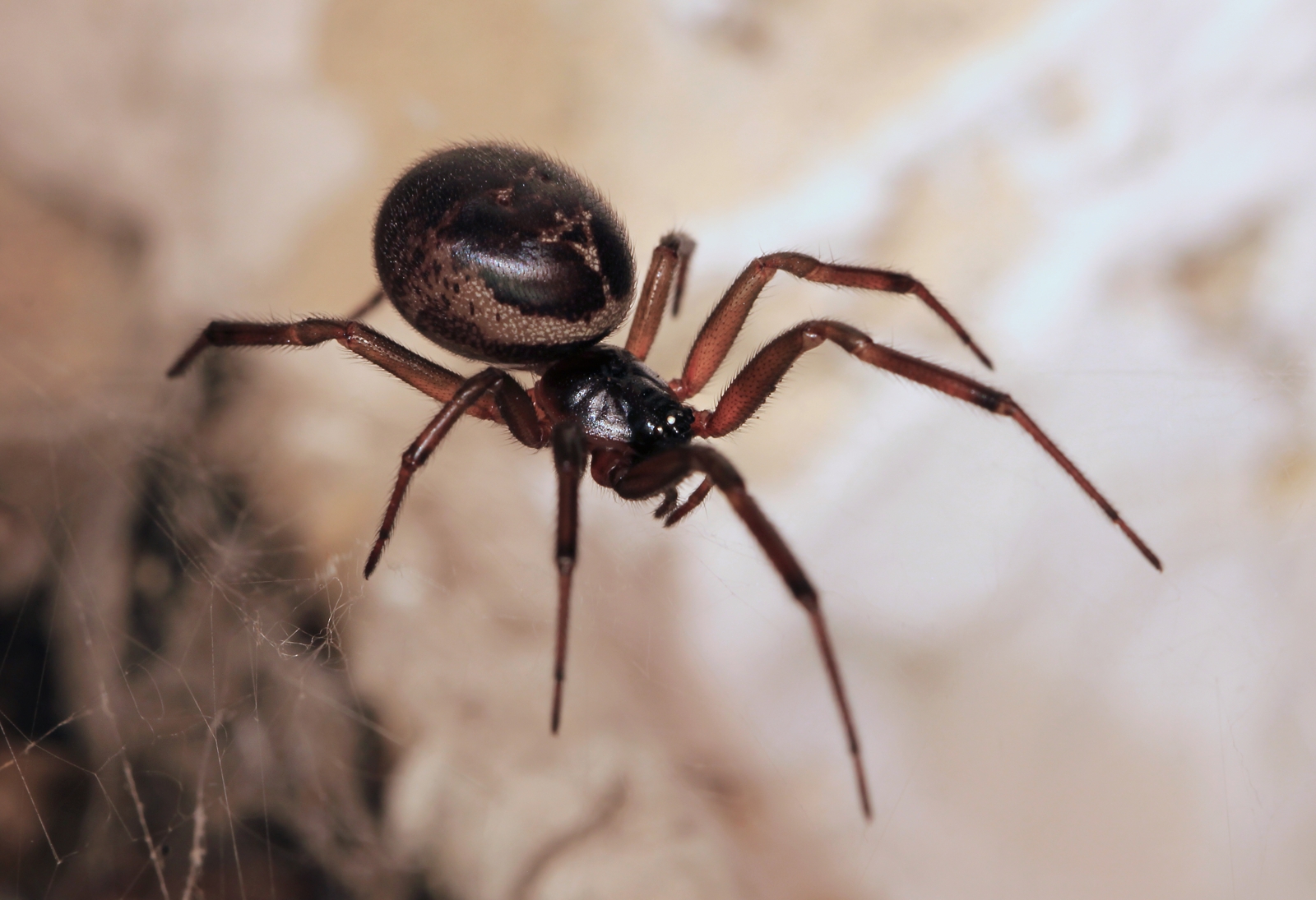 False Widow Spider