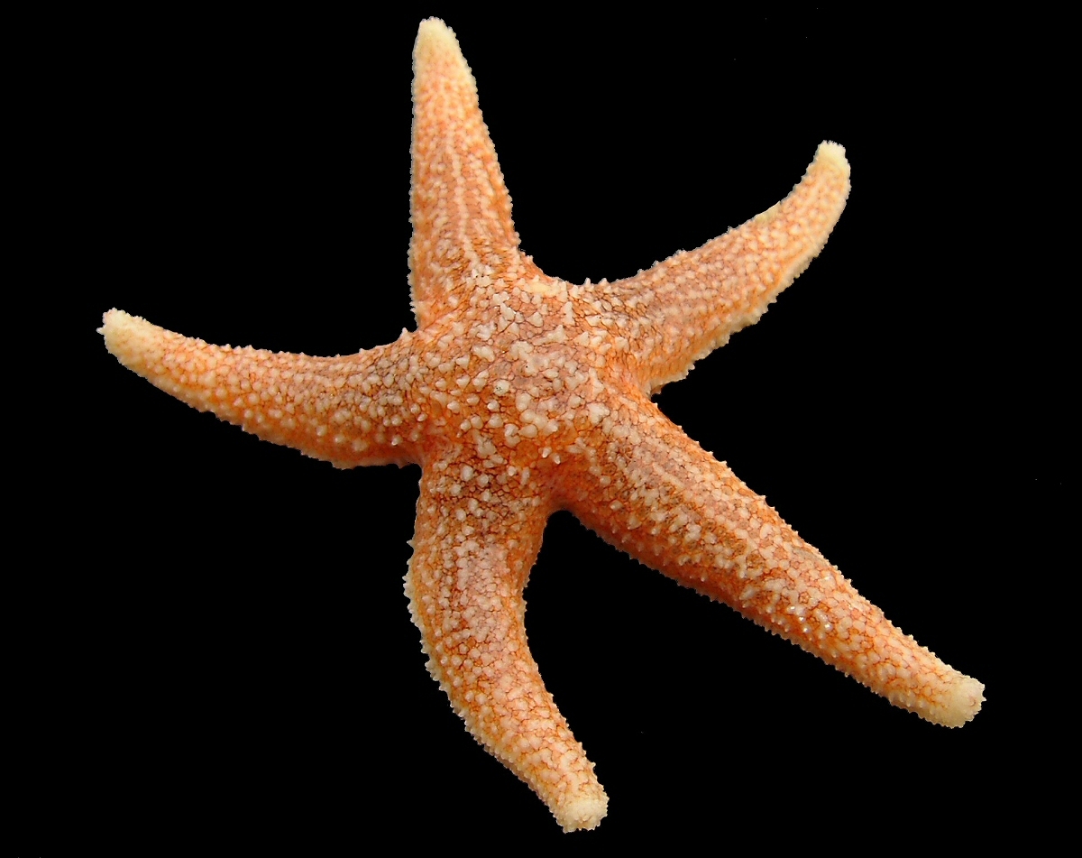 Sea Star