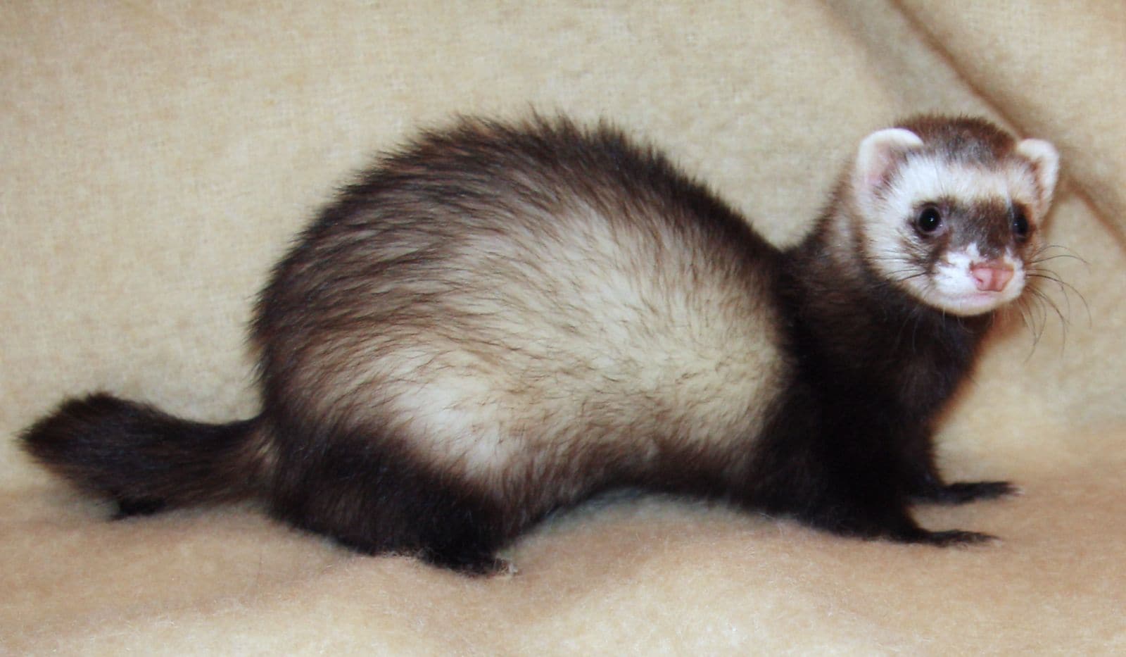 Ferret