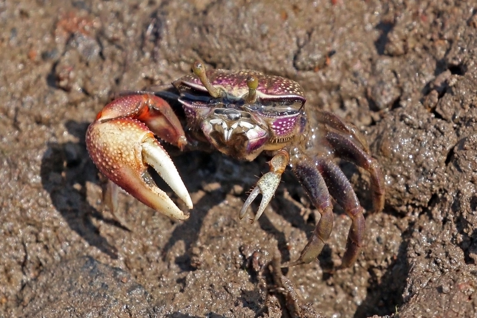 Fiddler Crab