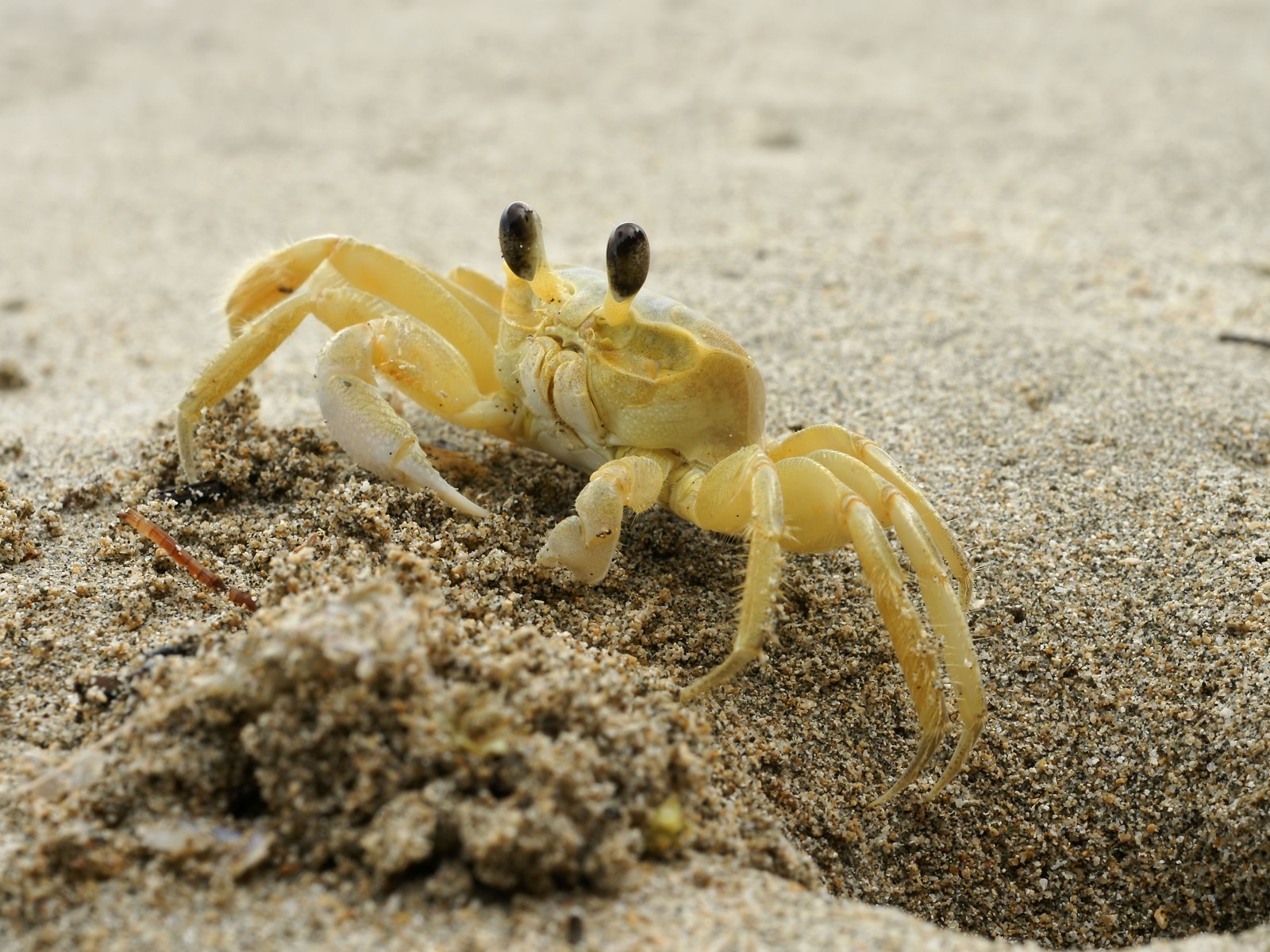 Ghost Crab