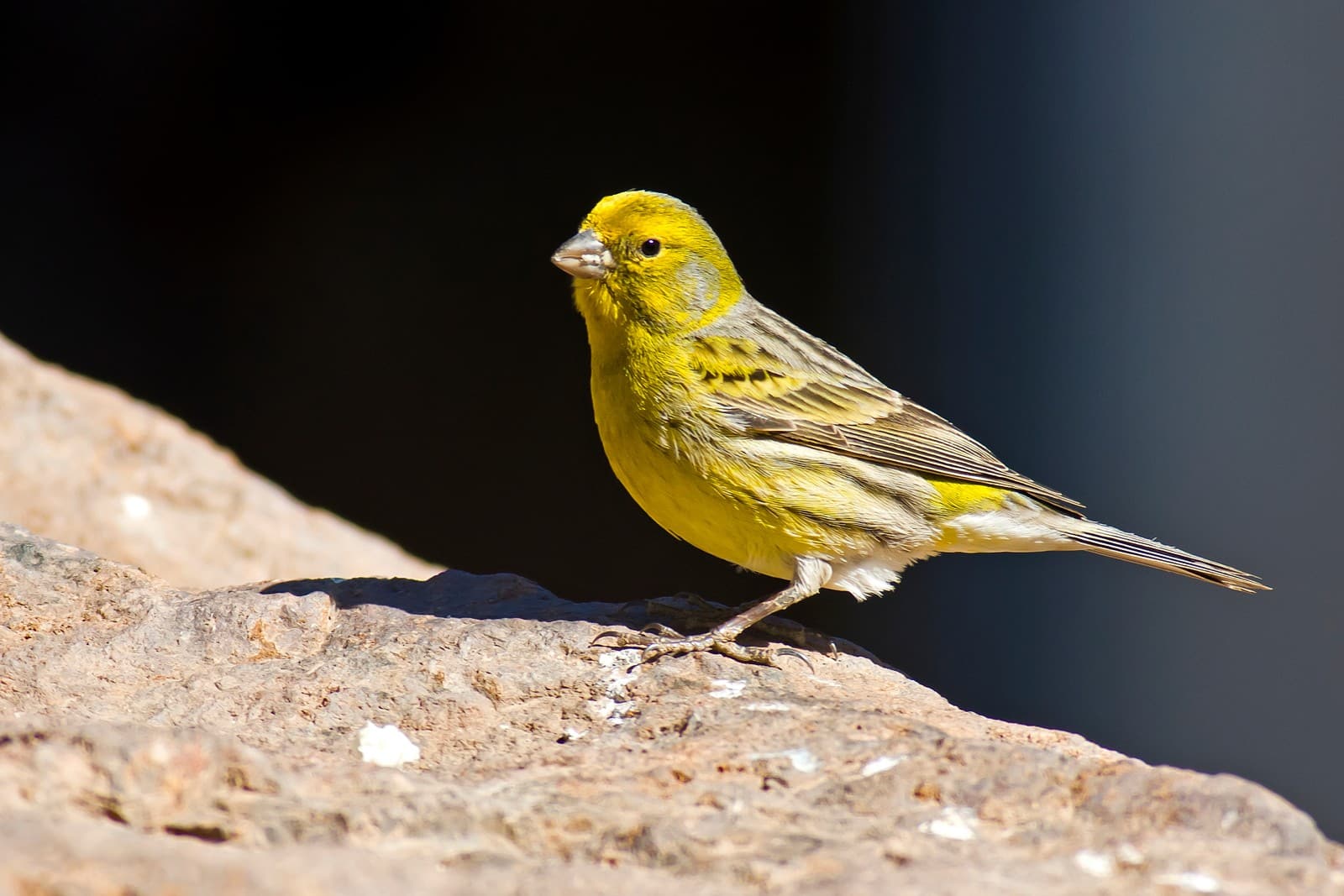 Canary