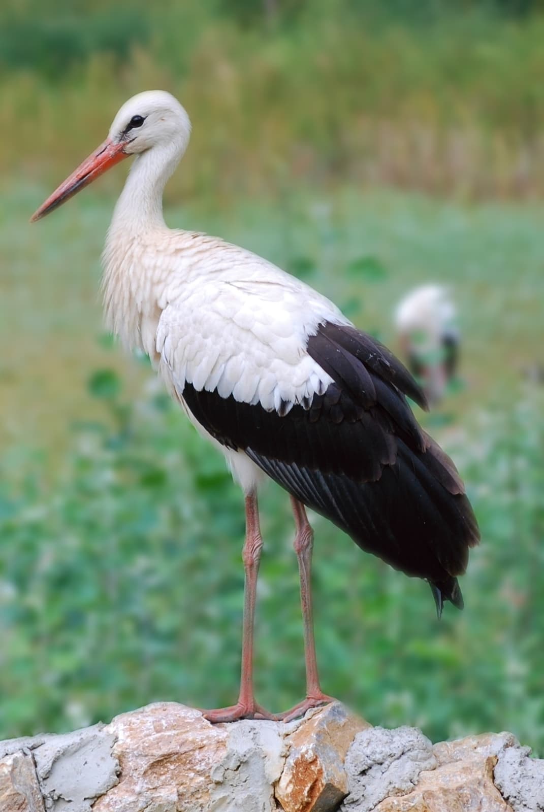 Stork