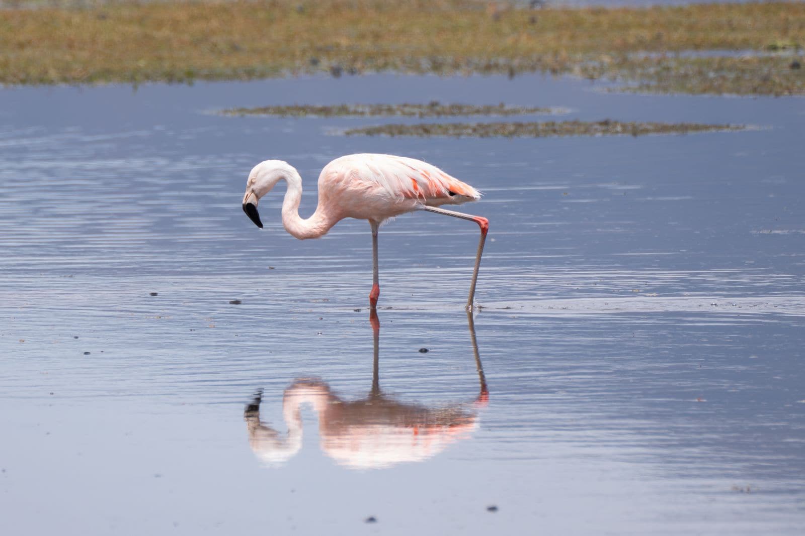 Flamingo