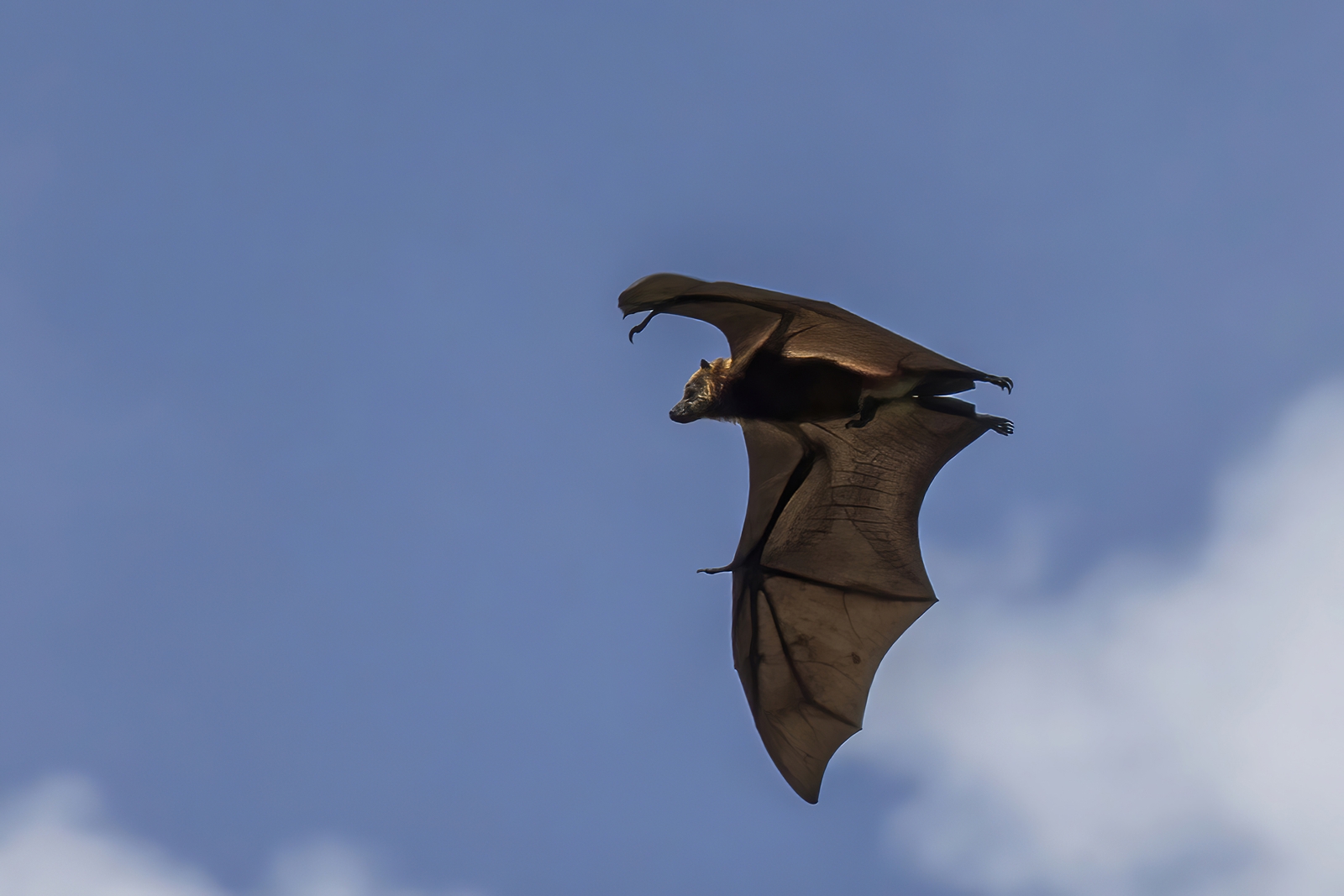 Flying Fox